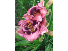 �������� ������ (Macbeth) ���-�� � �������� 1 ��., ���� �� �������� 159 ���..jpg