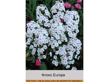 ����� Europa ���� �� 1 �� 61�.00�.