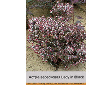����� ���������� Lady in Black ���� 1 �� 127�