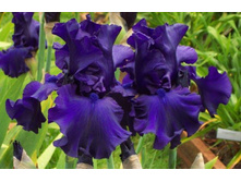 Dusky Challenger-3,95.jpg