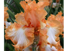 Cajun Rythm-6,14.jpg