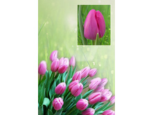 ���������  37 ���. ����� ������ 10 ��!!!