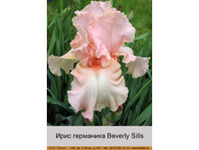 ���� ��������� Beverly Sills ���� 1 �� 121�.00�.
