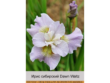 ���� ��������� Dawn Waltz� ���� 1 �� 127�.00�.