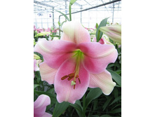 ����� ����� ������ (Prince Promise) ���-�� � �������� 5 ��., ���� �� �������� 300 ���..jpg