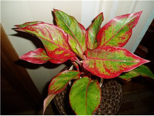 ��������� ���� ���� -500-  650 ���. .