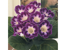 ��������� �������� (Hollywood) ���-�� � �������� 3 ��., ���� �� �������� 147 ���..jpg