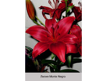 ����� Monte Negro  ��� 10 �� ���� 40� �� 1 ��