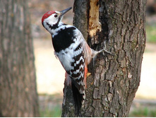 ����������� �����.jpg