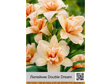 �������� Double Dream ���� �� 1 �� 188�.00�.