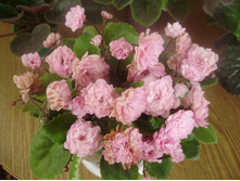 Lituanika (����-����)