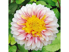 ������� ������ (Polka) ���-�� � �������� 1 ��., ���� �� �������� 80 ���..jpg