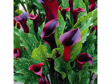 ����� ������������ ��. ����.png2.jpg