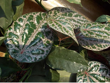 �������� (3).jpg