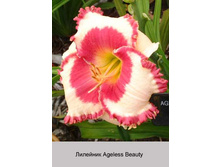 �������� Ageless Beauty ���� 1 �� 138�