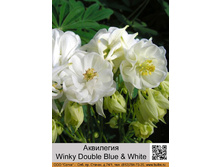 ��������� Winky Double White & White ���� 1 �� 95�