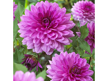 �������� ������ ����� (Purple Giant) ���-�� � �������� 1 ��., ���� �� �������� 80 ���..jpg