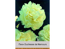 ���� Duchesse de Nemours ���� 1 �� 263�.00�.