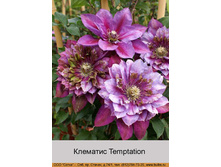�������� Temptation  ���� 1 �� 349�.00�.