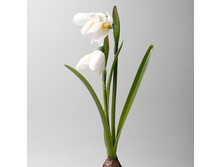 ���������� ����� � ��������, ���. 1670 75�.jpg