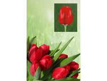 ��� �����   37 ���.  ����� ������ 10 ��!!!