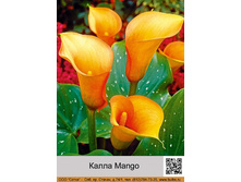 ����� Mango ���� 1 �� 75�.00�.