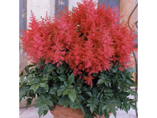 �������� ����� ������ ���. ����.jpg