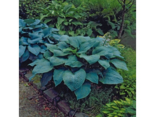 ����� ��� ��� ( True Blue) ���-�� � �������� 1 ��., ���� �� �������� 85 ���..jpg