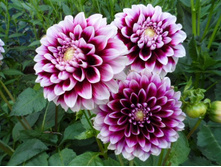 �������� �������� (Edinburgh) ���-�� � �������� 1 ��., ���� �� �������� 70 ���..jpg