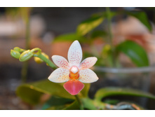����-���������� Phalaenopsis Fantasy Music