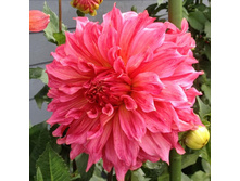 �������� �������� (Islander) ���-�� � �������� 1 ��., ���� �� �������� 80 ���..jpg