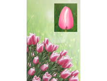 ������ �����   39 ���.  ����� ������ 10 ��!!!