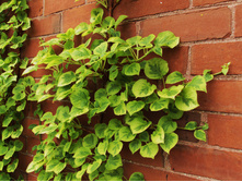 ��������� �������� �������+