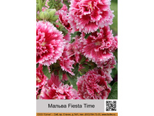 ������ Fiesta Time ���� 138� �� 1 ��