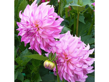 �������� �������� ������� (Colorado Classic) ���-�� � �������� 1 ��., ���� �� �������� 80 ���..jpeg