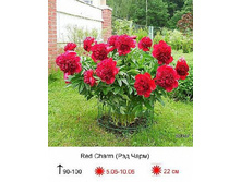 ���� ��� ���� ���. ����.jpg