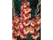 ��������� ������ (Michelle) ���-�� � �������� 10 ��., ���� �� �������� 85 ���..jpg