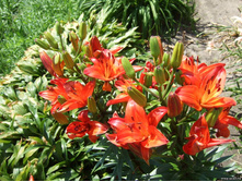 ����� ���� �������� ���. ����2.jpg