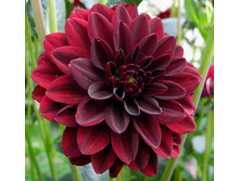 �������� ������� ���� (Arabian Night) ���-�� � �������� 1 ��., ���� �� �������� 74,50 ���..jpg