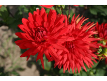 �������� ������� ������ (Bergers Rekord) ���-�� � �������� 1 ��., ���� �� �������� 75 ���..jpg