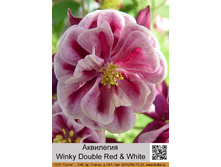 ��������� Winky Winky Double Red & White ���� 1 �� 95�