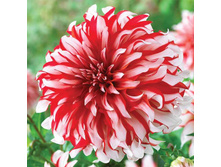 �������� ����� ����� (Santa Claus) ���-�� � �������� 1 ��., ���� �� �������� 85 ���..jpg