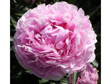 ���� ������*