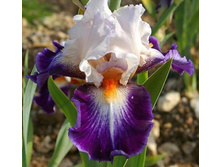 ���� Garnement-7,02.jpg