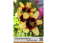 ����� Bumblebee   ��� 10 �� ���� 1 �� 40�
