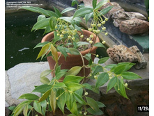 Hoya odorata- ������ �������� �������� ...