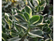 �������� ����� ���