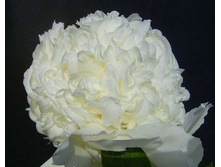 ���� ������ ���� (Charle'S White) ���-�� � �������� 1 ��., ���� �� �������� 235 ���..jpg