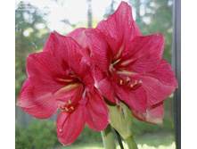 ��������� �������� (Hercules) ���-�� � �������� 1 ��., ���� �� �������� 269 ���..jpg