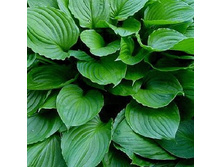 ����� ���� �������� (Royal Standard) ���-�� � �������� 1 ��., ���� �� �������� 59 ���..jpg